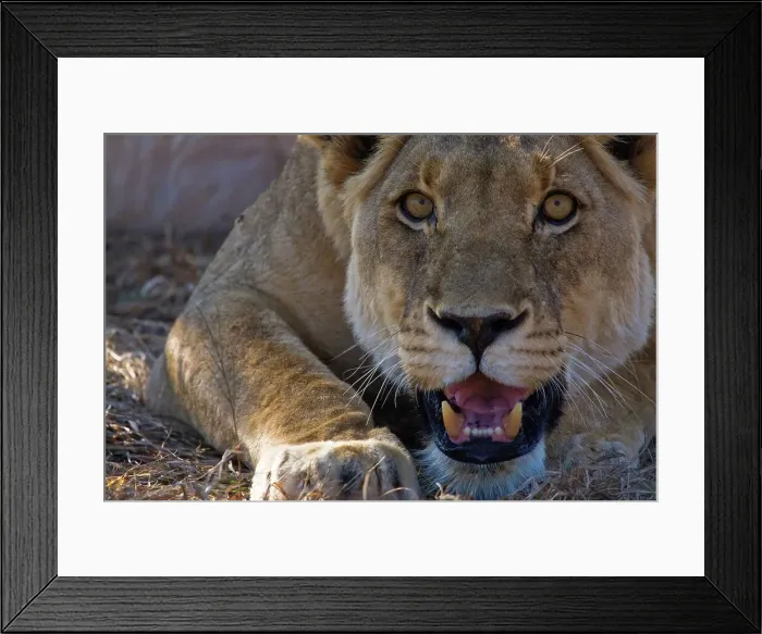 Framed Print : Lion (Panthera leo). Madikwe Game Reserve Framed Print : Lion (Panthera leo). Madikwe Game Reserve