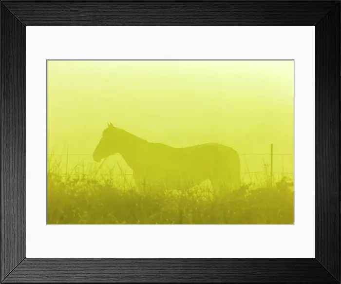 Framed Print : Horse in fog Framed Print : Horse in fog