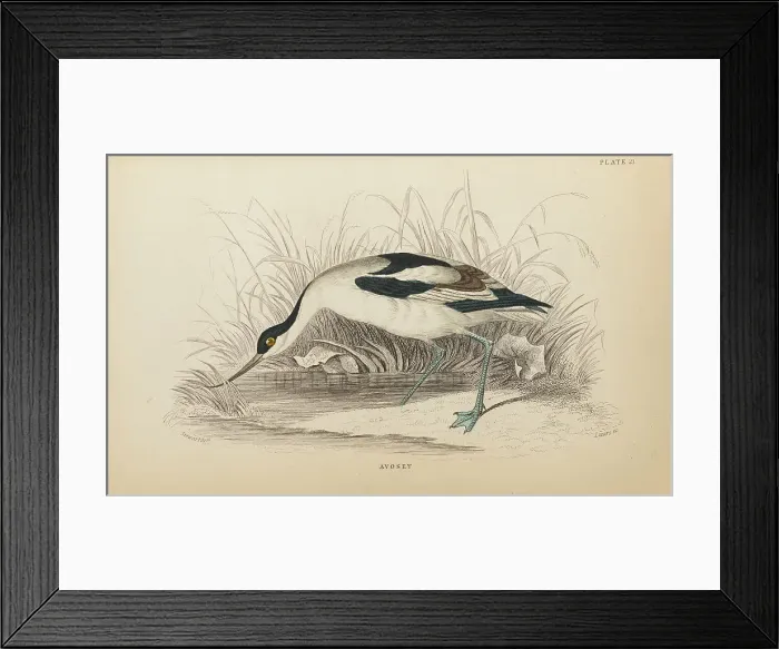 Framed Print : 1835 Antique Art Biology Bird Birds Classification Framed Print : 1835 Antique Art Biology Bird Birds Classification