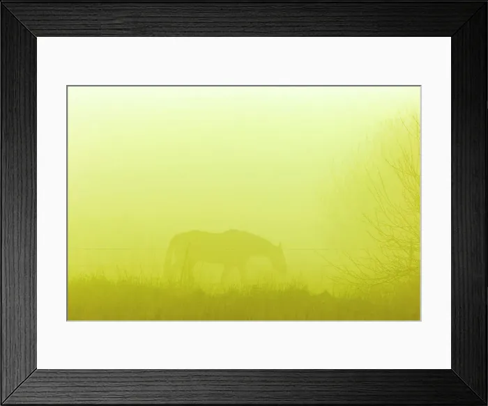 Framed Print : Horse in fog Framed Print : Horse in fog