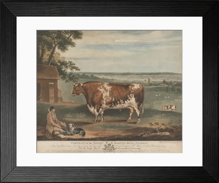 Framed Print : Portrait Short Horned Bull Patriot Print William Ward