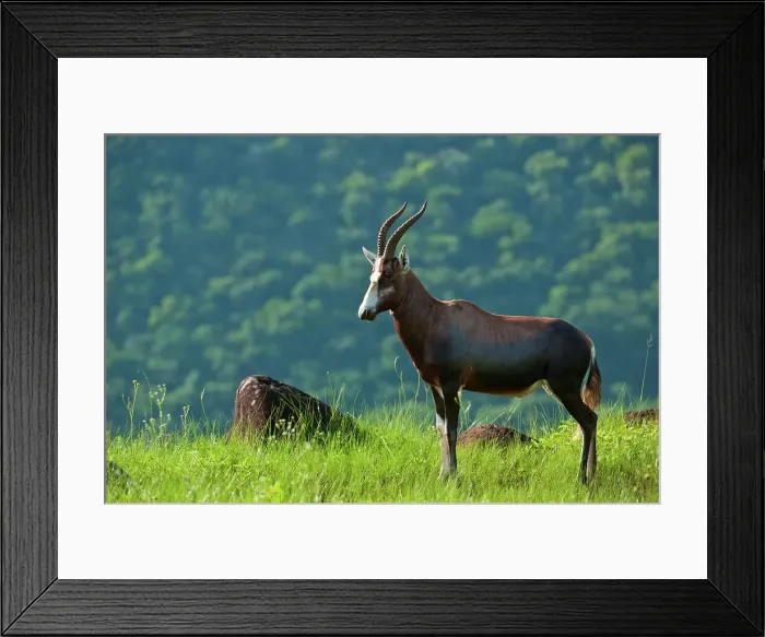 Framed Print : Blesbok (Damaliscus dorcas phillipsi)