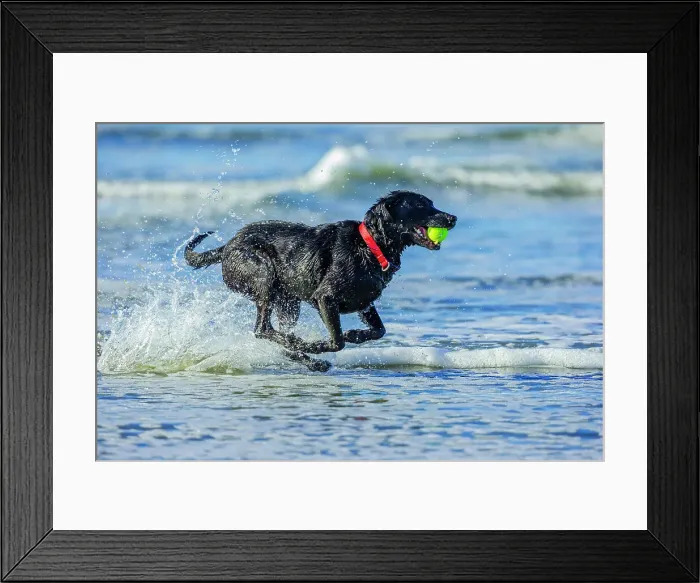 Framed Print : Black Labrador Retriever on the Oregon Coast Framed Print : Black Labrador Retriever on the Oregon Coast