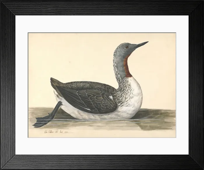 Framed Print : Red Throated Diver June 1742 Charles Collins