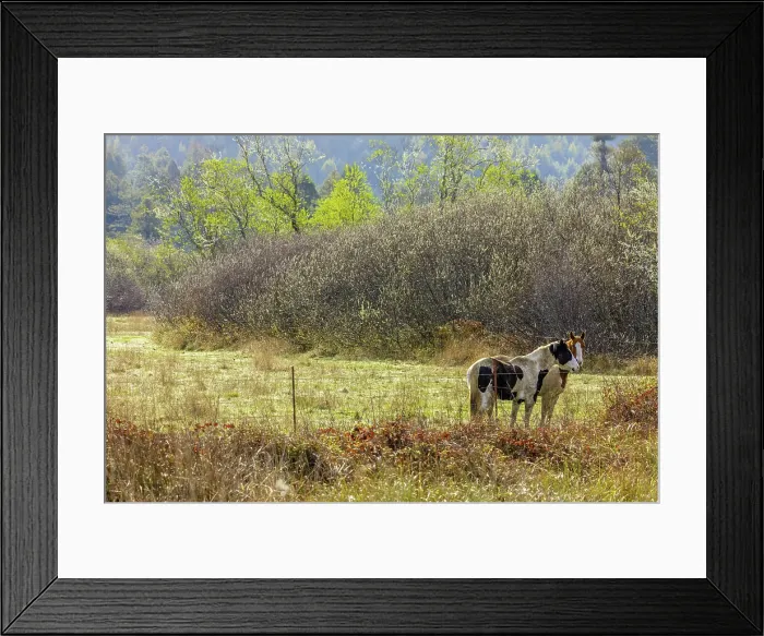 Framed Print : Horses in pasture