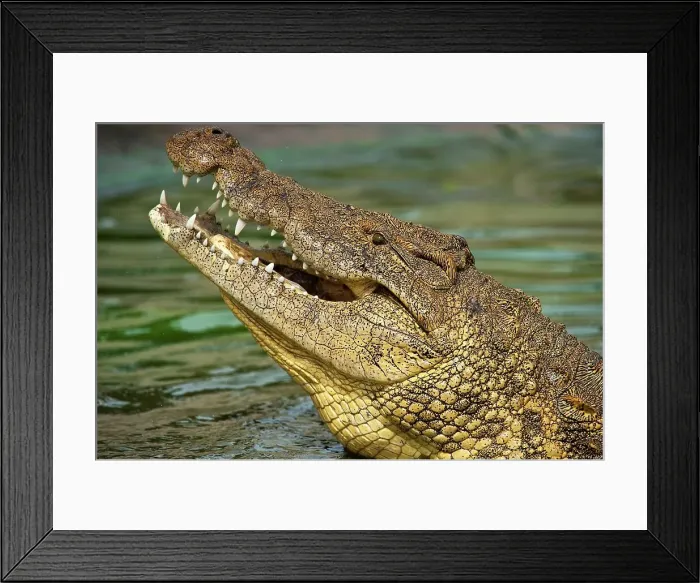 Framed Print : Nile Crocodile (Crocodylus niloticus) Framed Print : Nile Crocodile (Crocodylus niloticus)