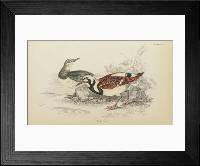 Framed Print : 1835 Antique Art Biology Bird Birds Classification