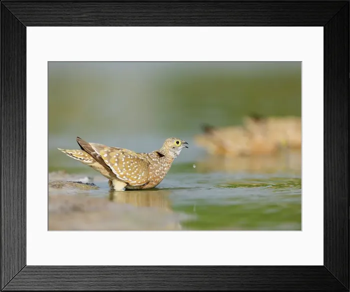 Framed Print : Burchell's Sandgrouse (Pterocles burchelli) Framed Print : Burchell's Sandgrouse (Pterocles burchelli)