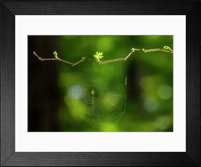 Framed Print : California, Redwood National Park