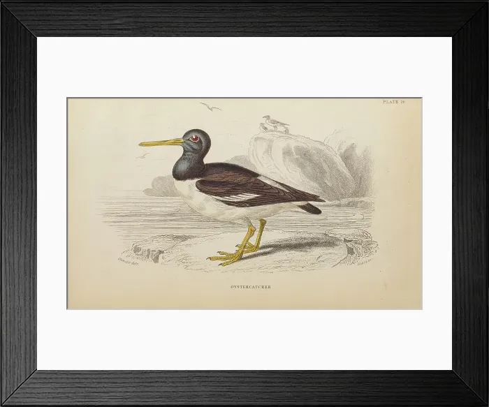 Framed Print : 1835 Antique Art Biology Bird Birds Classification Framed Print : 1835 Antique Art Biology Bird Birds Classification