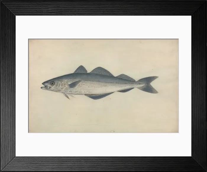 Framed Print : Coal Fish James Sowerby 1756-1822 British Watercolor