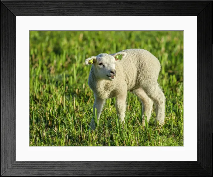 Framed Print : Sheep and pasture, Netherlands Framed Print : Sheep and pasture, Netherlands
