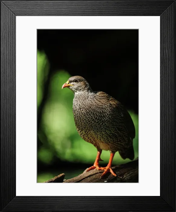 Framed Print : Natal Spurfowl or Natal Francolin (Pternistis natalensis) Framed Print : Natal Spurfowl or Natal Francolin (Pternistis natalensis)