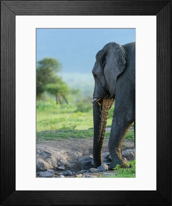 Framed Print : African bush elephant or African savanna elephant (Loxodonta africana) drinking