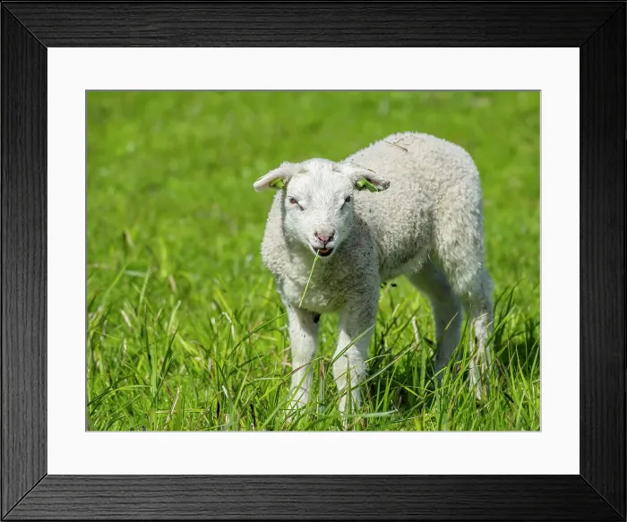 Framed Print : Sheep and pasture, Netherlands