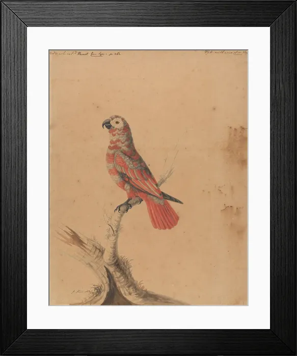 Framed Print : Red Parrot Sarah Stone Active 1786 British 1786