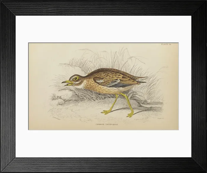 Framed Print : 1835 Antique Art Biology Bird Birds Classification Framed Print : 1835 Antique Art Biology Bird Birds Classification