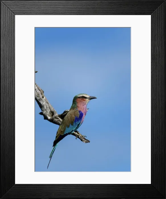 Framed Print : Lilac-breasted Roller (Coracias caudatus) i Framed Print : Lilac-breasted Roller (Coracias caudatus) i