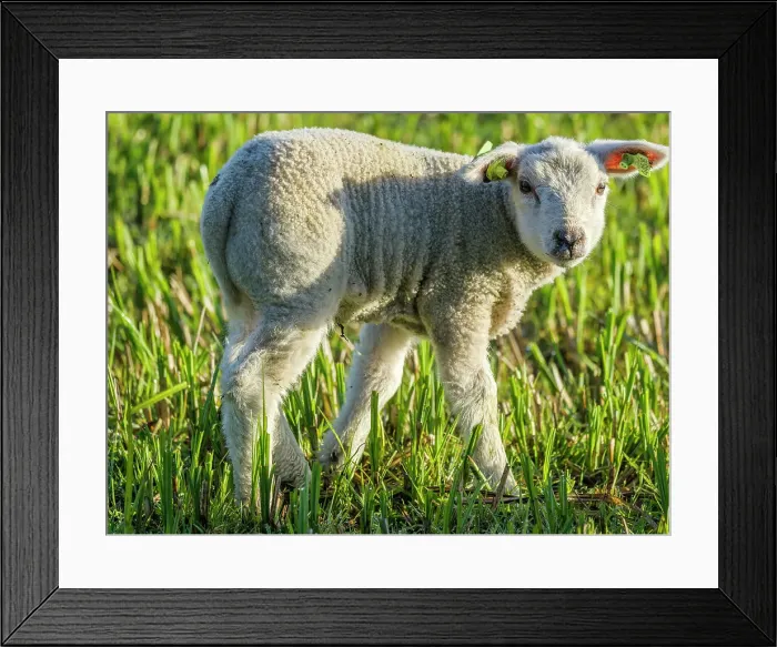 Framed Print : Sheep and pasture, Netherlands