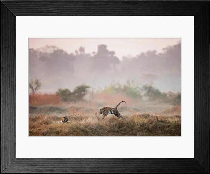 Framed Print : Young Bengal Tigers (Panthera tigris tigris) (14 -15 months old) playing in open meadow Framed Print : Young Bengal Tigers (Panthera tigris tigris) (14 -15 months old) playing in open meadow