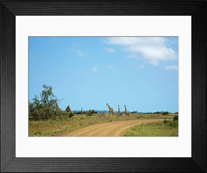 Framed Print : Giraffe Giraffa Camelopardalis} in the Western Shores of Isimangaliso Wetland Park (Greater St Lucia Wetland Park)