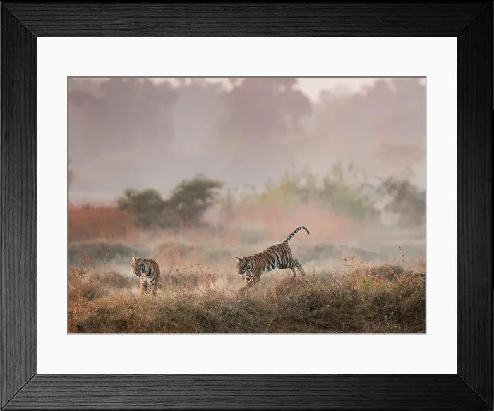 Framed Print : Young Bengal Tigers (Panthera tigris tigris) (14 -15 months old) playing in open grasslands on the edge of dry forest Framed Print : Young Bengal Tigers (Panthera tigris tigris) (14 -15 months old) playing in open grasslands on the edge of dry forest