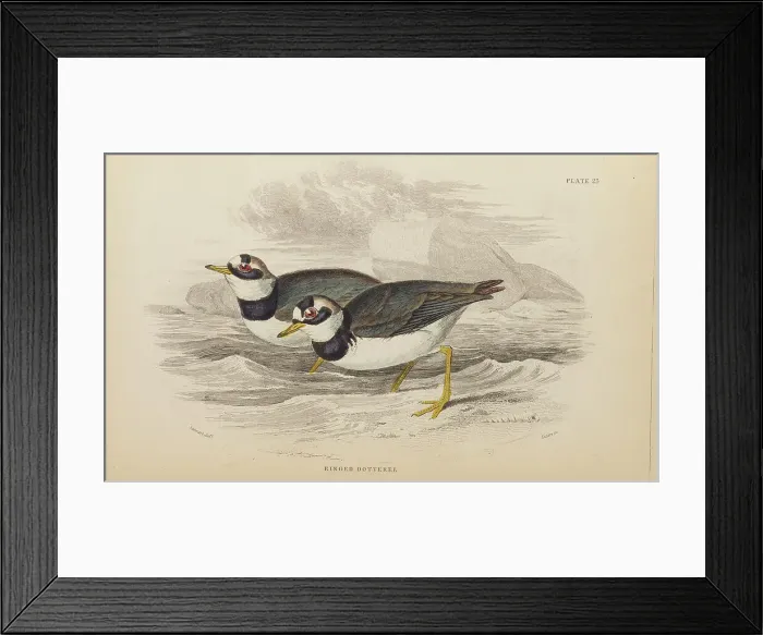 Framed Print : 1835 Antique Art Biology Bird Birds Classification Framed Print : 1835 Antique Art Biology Bird Birds Classification