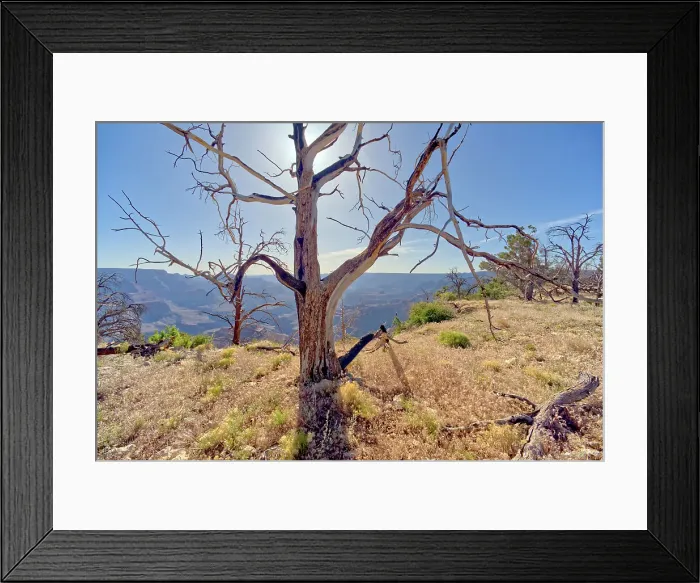 Framed Print : Dead trees in a forest east of Shoshone Point that was burned many years ago from a forest fire at Grand Canyon Arizona