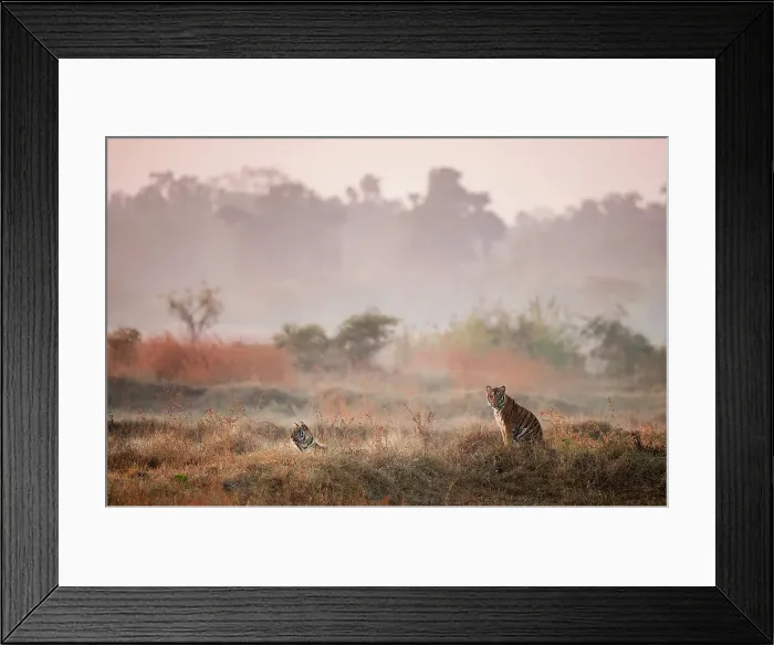 Framed Print : Young Bengal Tigers (Panthera tigris tigris) (14 -15 months old) in open meadow Framed Print : Young Bengal Tigers (Panthera tigris tigris) (14 -15 months old) in open meadow