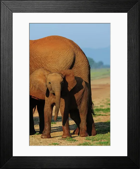 Framed Print : African bush elephant or African savanna elephant (Loxodonta africana) juvenile Framed Print : African bush elephant or African savanna elephant (Loxodonta africana) juvenile