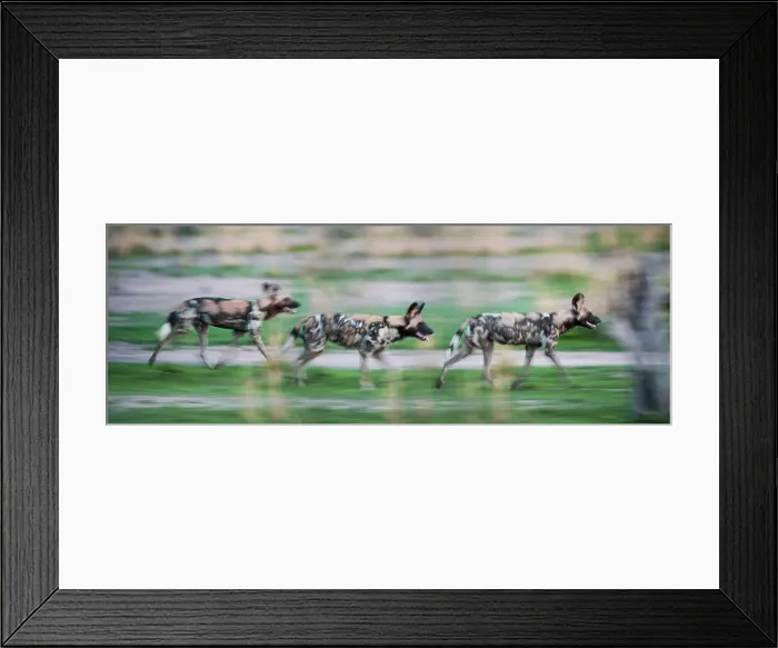 Framed Print : African Hunting Dogs or Painted Hunting Dogs (Lycaon pictus) Framed Print : African Hunting Dogs or Painted Hunting Dogs (Lycaon pictus)