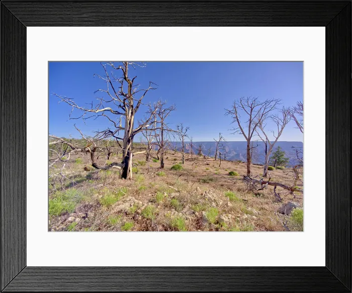 Framed Print : Dead trees in a forest east of Shoshone Point that was burned many years ago from a forest fire at Grand Canyon Arizona