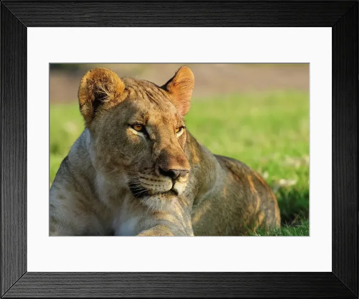 Framed Print : Lion (Panthera leo). Madikwe Game Reserve Framed Print : Lion (Panthera leo). Madikwe Game Reserve