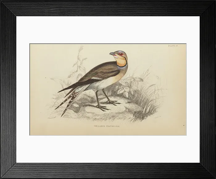 Framed Print : 1835 Antique Art Biology Bird Birds Classification