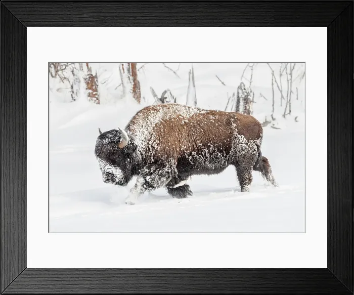 Framed Print : Male American Bison (Bison bison) walking through deep snow Framed Print : Male American Bison (Bison bison) walking through deep snow