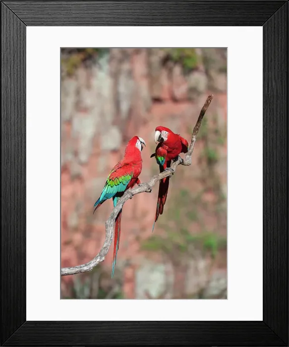 Framed Print : A pair of Red-and-Green Macaws or Green-winged Macaws (Ara chloropterus) (Family Psittacidae) preening  /  interacting
