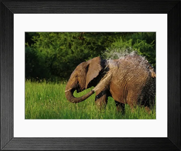 Framed Print : African bush elephant or African savanna elephant (Loxodonta africana) spraying itself with water Framed Print : African bush elephant or African savanna elephant (Loxodonta africana) spraying itself with water