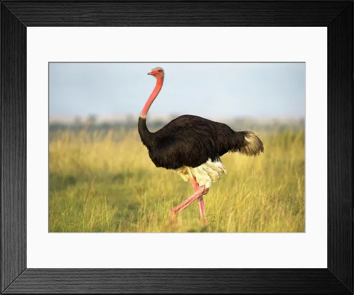 Framed Print : Male Ostrich or Common Ostrich (Struthio camelus) in tall grassland Framed Print : Male Ostrich or Common Ostrich (Struthio camelus) in tall grassland