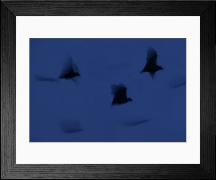 Framed Print : Straw-coloured Fruit Bats (Eidolon helvum) leaving thier roost site at dusk Framed Print : Straw-coloured Fruit Bats (Eidolon helvum) leaving thier roost site at dusk