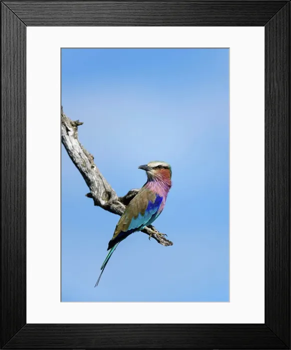 Framed Print : Lilac-breasted Roller (Coracias caudatus) i Framed Print : Lilac-breasted Roller (Coracias caudatus) i