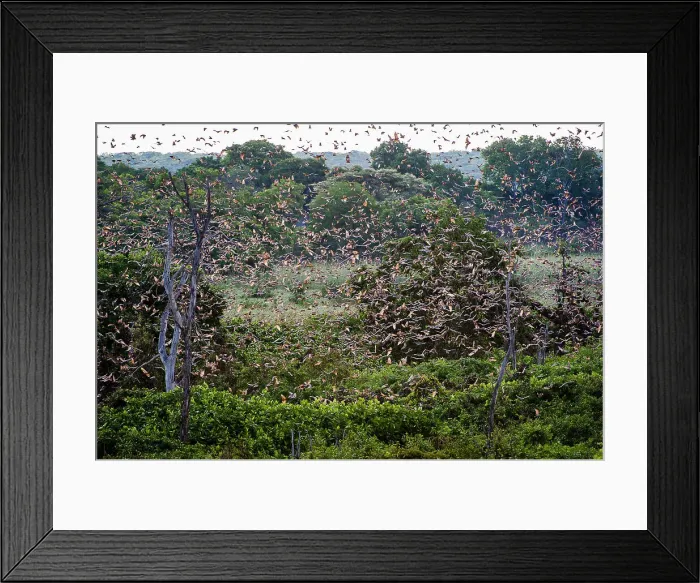 Framed Print : Straw-coloured Fruit Bats (Eidolon helvum) at their daytime roosts in Mushitu or ever-green swamp forest Framed Print : Straw-coloured Fruit Bats (Eidolon helvum) at their daytime roosts in Mushitu or ever-green swamp forest