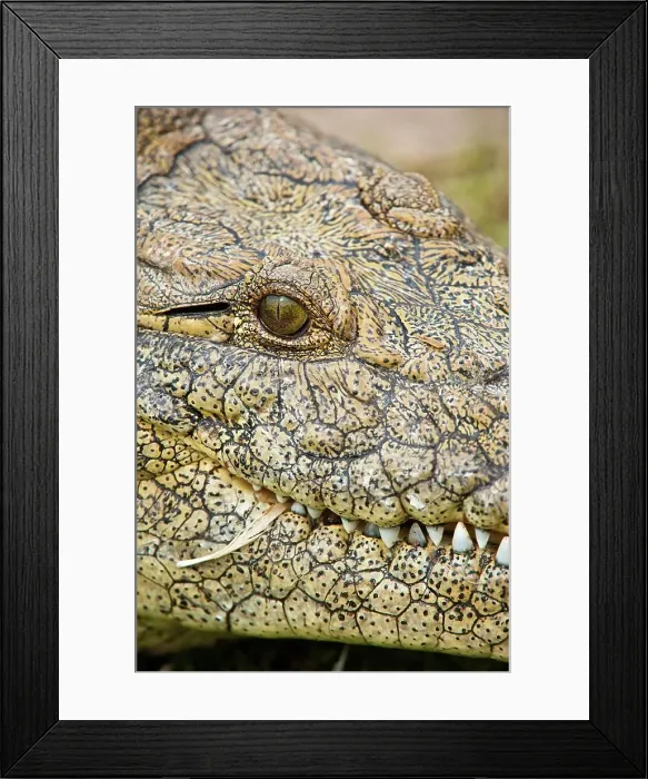 Framed Print : Nile Crocodile (Crocodylus niloticus)
