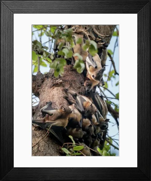 Framed Print : Straw-coloured Fruit Bats (Eidolon helvum) at their daytime roosts in Mushitu or ever-green swamp forest Framed Print : Straw-coloured Fruit Bats (Eidolon helvum) at their daytime roosts in Mushitu or ever-green swamp forest