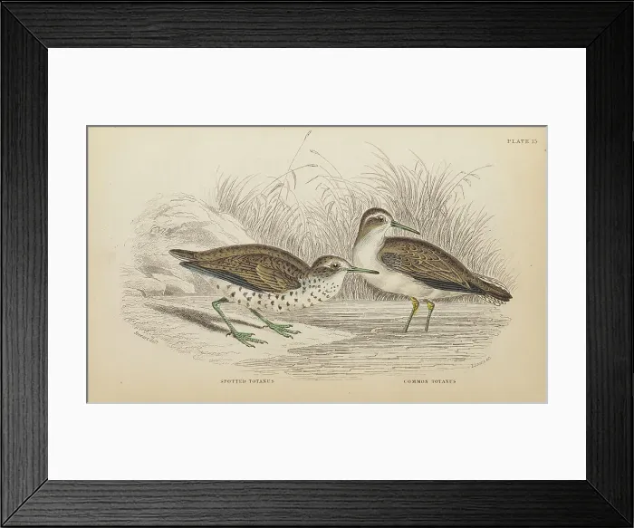 Framed Print : 1835 Antique Art Biology Bird Birds Classification
