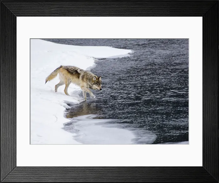 Framed Print : Male Timber or Grey Wolf (Canis lupus) entering the Lamar River Framed Print : Male Timber or Grey Wolf (Canis lupus) entering the Lamar River