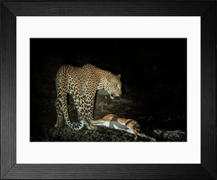 Framed Print : Young male Leopard (Panthera pardus) playing with kill after successfully hunting a young Impala at night Framed Print : Young male Leopard (Panthera pardus) playing with kill after successfully hunting a young Impala at night