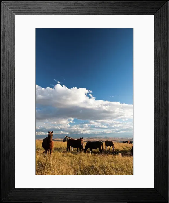 Framed Print : Horses at Spioenkop Battlefield Framed Print : Horses at Spioenkop Battlefield