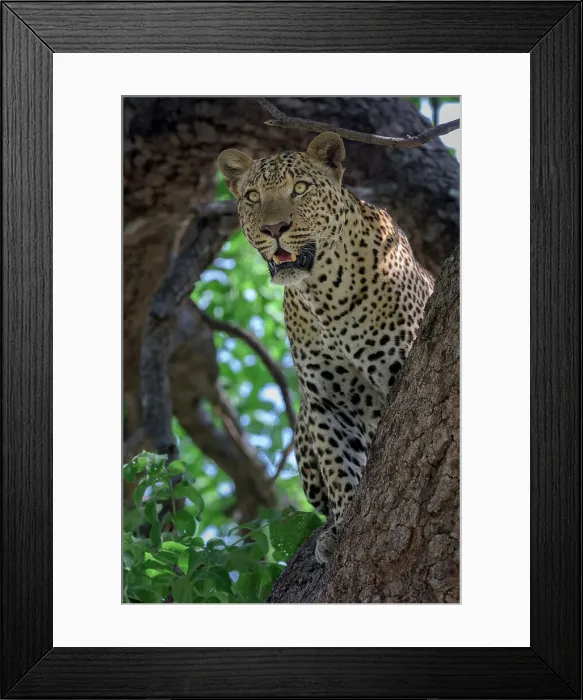 Framed Print : Male Leopard (Panthera pardus) in a wild mango tree Framed Print : Male Leopard (Panthera pardus) in a wild mango tree