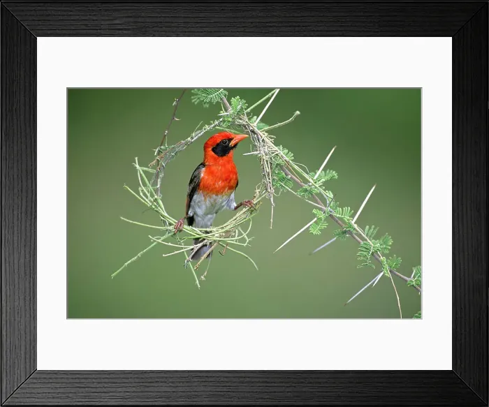 Framed Print : Male Red-headed Weaver (Anaplectes rubriceps) in early stages of constructing its nest Framed Print : Male Red-headed Weaver (Anaplectes rubriceps) in early stages of constructing its nest
