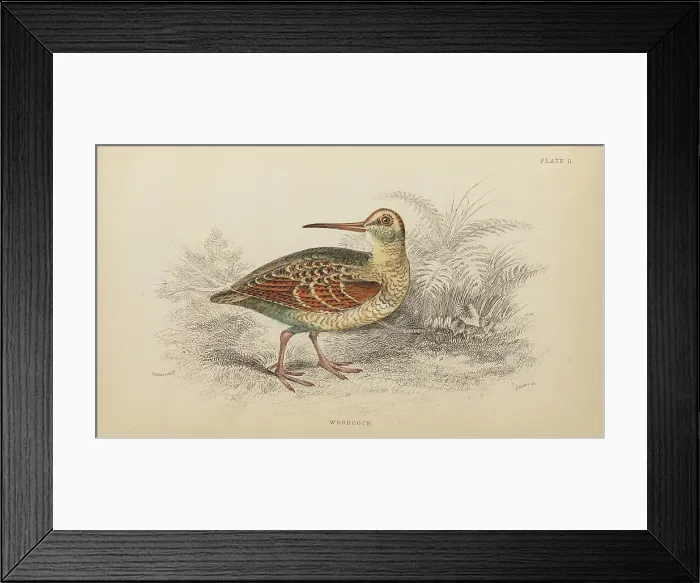 Framed Print : 1835 Antique Art Biology Bird Birds Classification